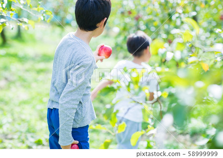 孩子們摘蘋果 孩子們摘蘋果 58999999
