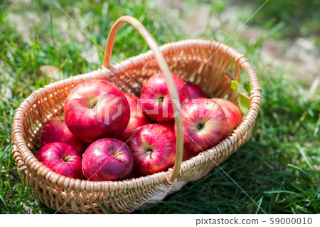 Harvesting of apples Harvesting of apples 59000010