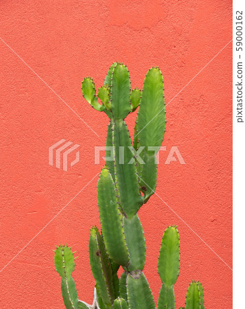 Cactus on one color background 59000162