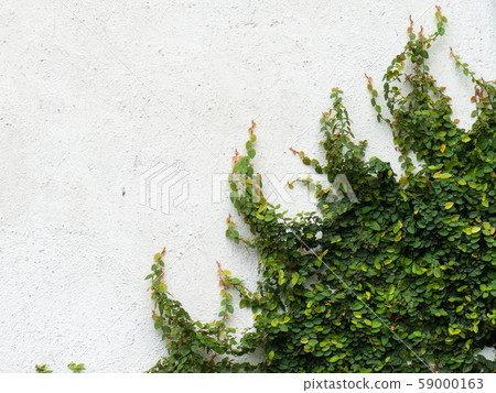 Climbing fig on the white wall Climbing fig on the white wall 59000163