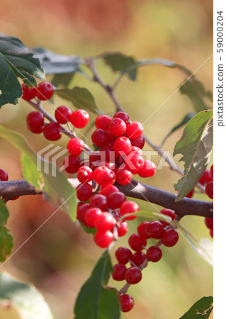 Cute red akigumi Cute red akigumi 59000204