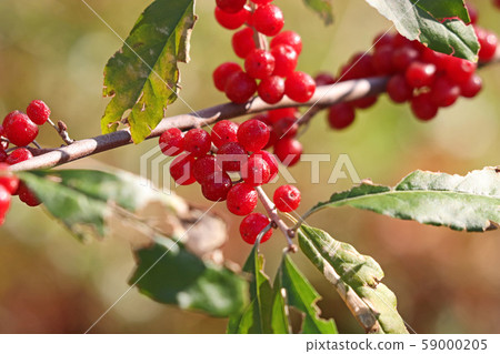 Cute red akigumi 59000205