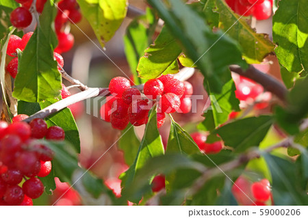 Cute red akigumi 59000206