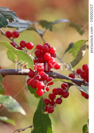 可愛的紅秋 59000207