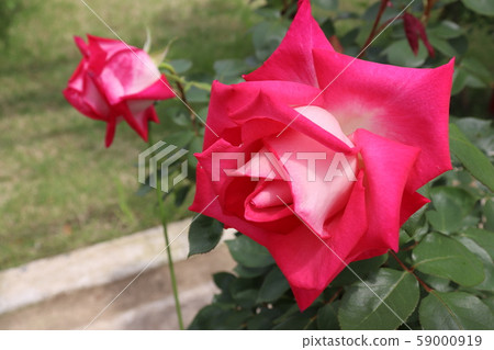 Rose Mitsue Mitue Rose Mitsue Mitue 59000919