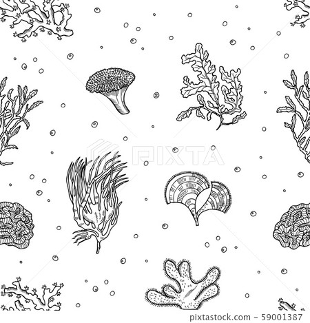 Vector hand drawn seaweed pattern or background illustration Vector hand drawn seaweed pattern or background illustration 59001387