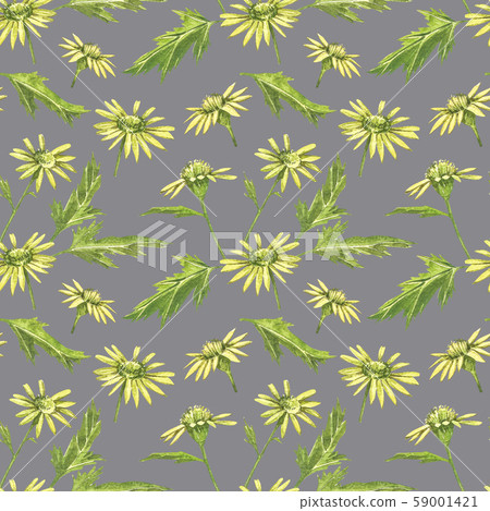 Chamomile or Daisy bouquets, yellow flowers. Realistic botanical sketch on white background for Chamomile or Daisy bouquets, yellow flowers. Realistic botanical sketch on white background for 59001421