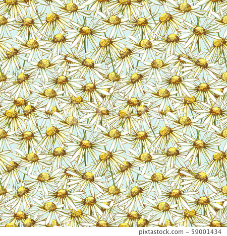 Chamomile or Daisy bouquets, white flowers. Realistic botanical sketch on white background for 59001434