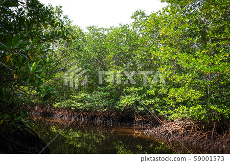 Mangrove in Nusa Lembongan island, Bali, Indonesia 59001573
