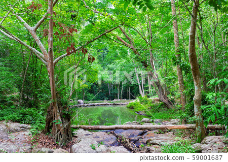 Mystical forest in spring. Nature background. 59001687