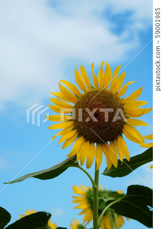 sunflower sunflower 59001985