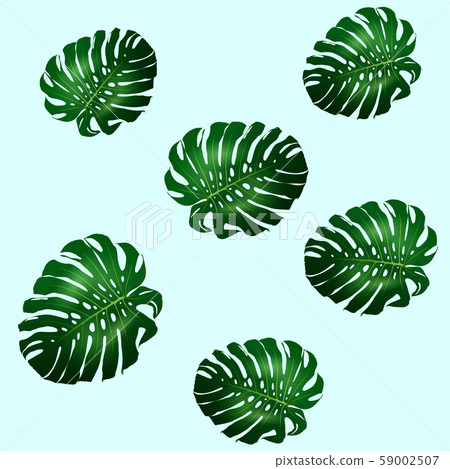 Seamless pattern of green leaves Monstera Seamless pattern of green leaves Monstera 59002507