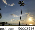 Sunset and palm trees 59002536