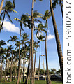 Palm forest in Hawaii 59002537