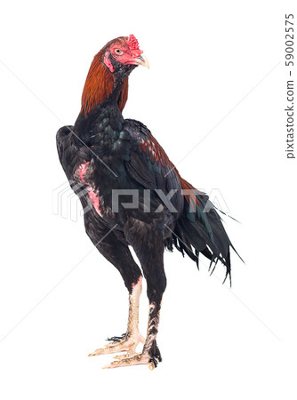 Fighting cock isolated on white background 59002575