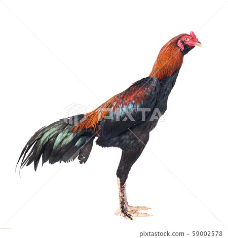 Fighting cock isolated on white background Fighting cock isolated on white background 59002578