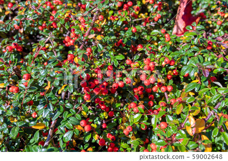 autumn berries red gaultheria autumn berries red gaultheria 59002648