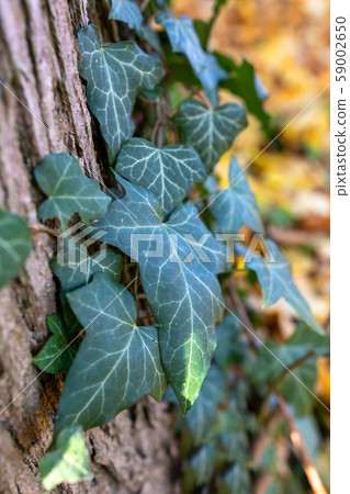 Autumn leaves with shallow focus background Autumn leaves with shallow focus background 59002650