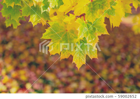 Autumn leaves with shallow focus background Autumn leaves with shallow focus background 59002652