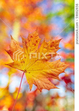 Autumn leaves with shallow focus background 59002656