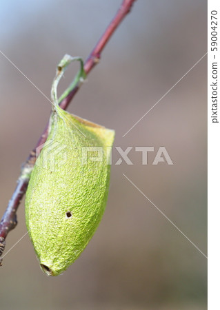 Ustabiga稻殼 59004270