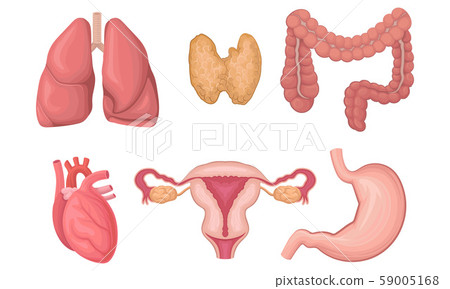 Realistic Human Organs Vector Set. Anatomy of the Body Realistic Human Organs Vector Set. Anatomy of the Body 59005168