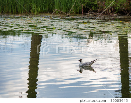 Tern swims in the water near the shore. Tern swims in the water near the shore. 59005643
