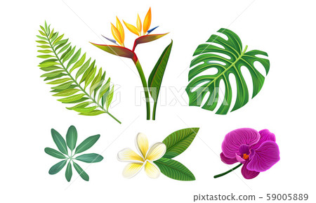 Tropical Plants Vector Illustrated Set. Different Exotic Flora 59005889