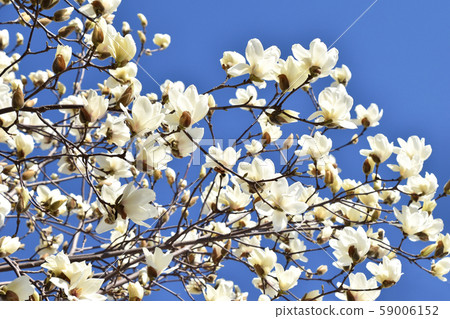 Haku Mokuren(Shiraki Ren) Haku Mokuren(Shiraki Ren) 59006152