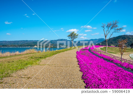 Togoike Shibazakura Aozora Togoike Shibazakura Aozora 59006419