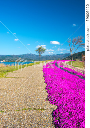 Togoike Shibazakura Aozora Togoike Shibazakura Aozora 59006420