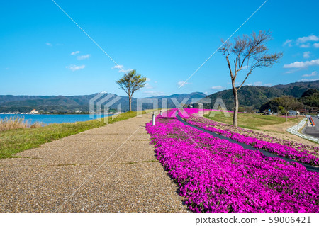 Togoike Shibazakura Aozora Togoike Shibazakura Aozora 59006421