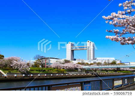 Nagoya City Century Hall and cherry blossoms in full bloom 59006759