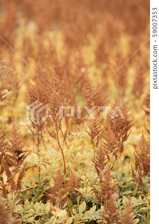 Autumn grass abstract nature background. Autumn grass abstract nature background. 59007353