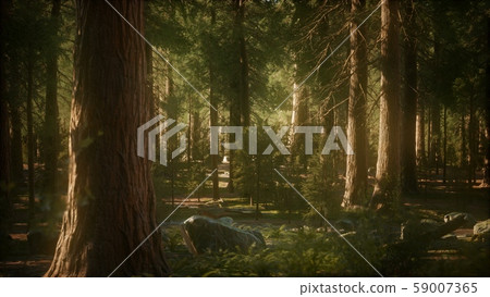 8K Giant Sequoia Trees at summertime in Sequoia 59007365