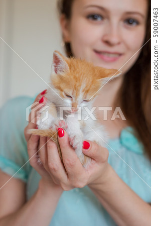 Close up of cute kitty in woman's hands. Close up of cute kitty in woman's hands. 59007463
