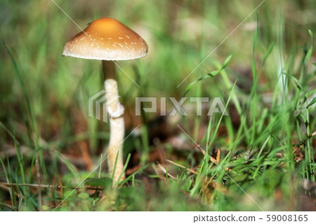 Beautiful closeup of forest mushrooms. Gathering mushrooms. Mushrooms photo, forest photo, forest Beautiful closeup of forest mushrooms. Gathering mushrooms. Mushrooms photo, forest photo, forest 59008165