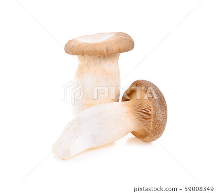 Royal oyster mushroom on white background 59008349