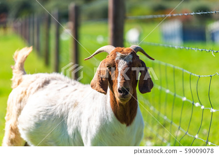Australian goat grazing on a farm Australian goat grazing on a farm 59009078