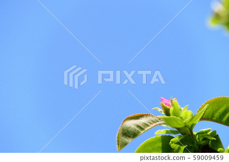 藍天和鮮綠色 59009459