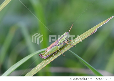  Koban Inago 59009722