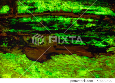 Unique background texture of bioluminescent wood glowing in the dark Unique background texture of bioluminescent wood glowing in the dark 59009890