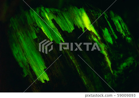Unique background texture of bioluminescent wood glowing in the dark Unique background texture of bioluminescent wood glowing in the dark 59009893