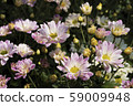 Chrysanthemum Pink Flower at the Greenhouse farm. 59009948