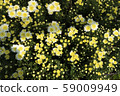 Chrysanthemum White and Yellow Flower at the Greenhouse farm. 59009949