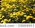 Chrysanthemum Yellow Flower at the Greenhouse farm. 59009953