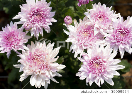 Chrysanthemum Pink Flower at the Greenhouse farm. 59009954