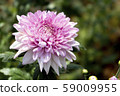 Chrysanthemum Pink Flower at the Greenhouse farm. 59009955