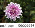 Chrysanthemum Pink Flower at the Greenhouse farm. 59009956