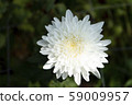 Chrysanthemum White Flower at the Greenhouse farm. 59009957